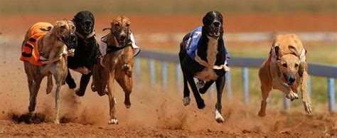 The Best Greyhound Racing Betting Sites in the UK.